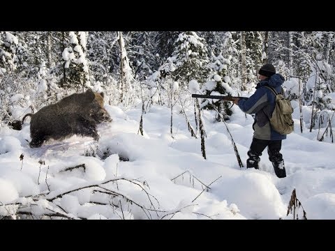 Охота на кабана. Лучшая десятка Охота на кабана. Лучшая десятка