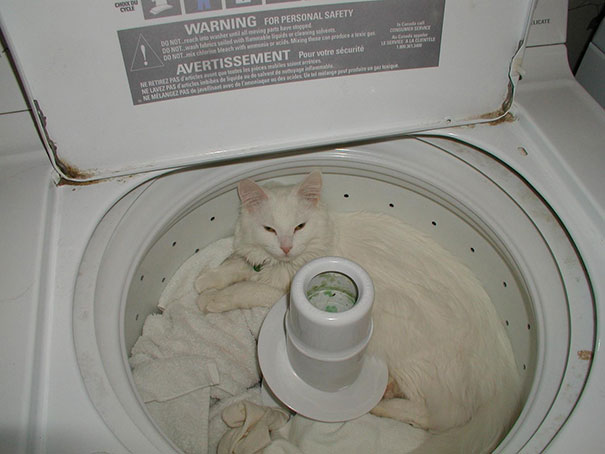 13 угарных фото котиков, которые спят в очень смешных позах