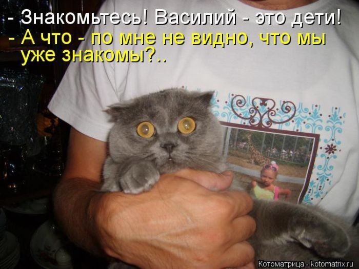 Без кота жизнь не та (50 фото ) Без кота жизнь не та (50 фото )