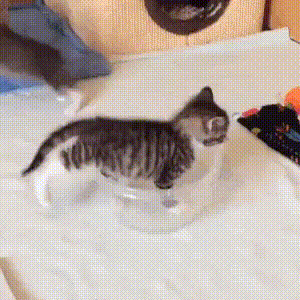GIF-доказательство, что коты - чертовски весёлые ребята GIF коты юмор