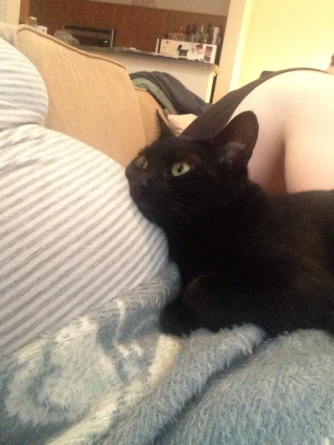 Как питомцы ждут появления малышей