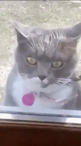 GIF-доказательство, что коты - чертовски весёлые ребята GIF коты юмор