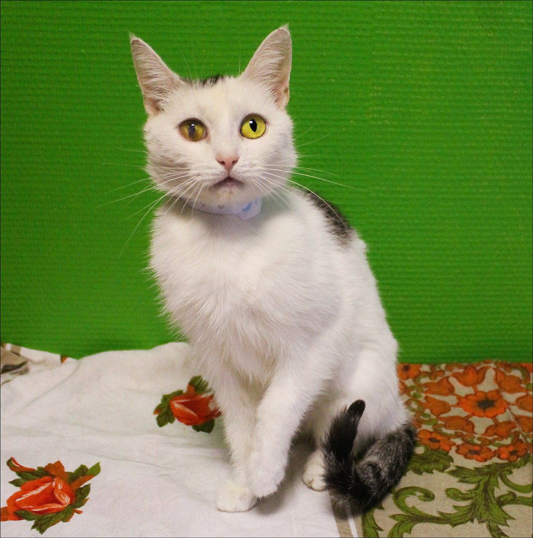 Котейка, в которой идеально всё. Котейка, в которой идеально всё.