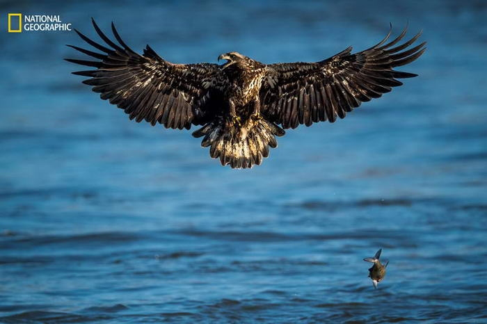 10 потрясающих фотографий дикой природы с конкурса National Geographic Nature Photographer of the Year Contest 10 потрясающих фотографий дикой природы с конкурса National Geographic Nature Photographer of the Year Contest