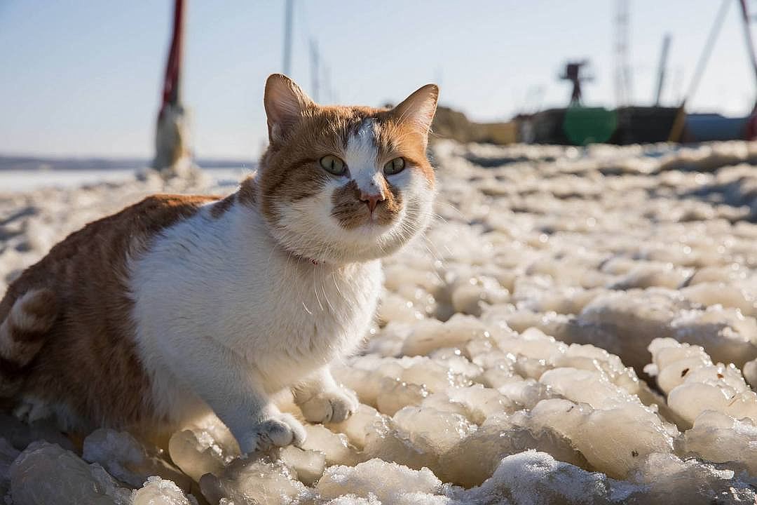 Весна пришла! Сегодня обещали плюс 20, значит весь лед растает. Фото: Кот Моста/Facebook