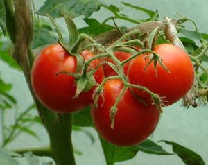 Энциклопедия технологий: тайны выращивания помидор