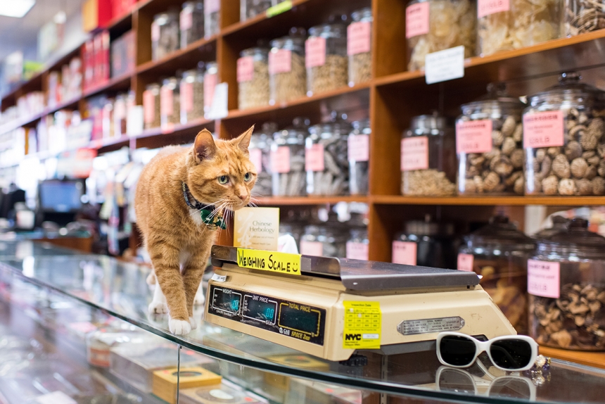 Очаровательные коты, Shop Cats of New York