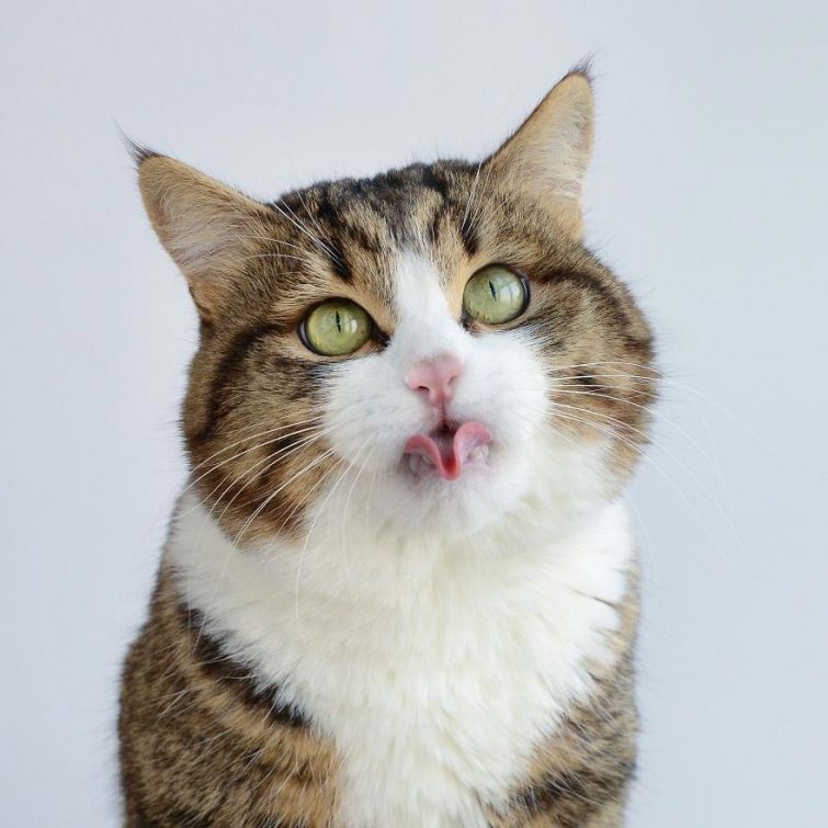 Кот, который умеет складывать язык как ни одна другая кошка