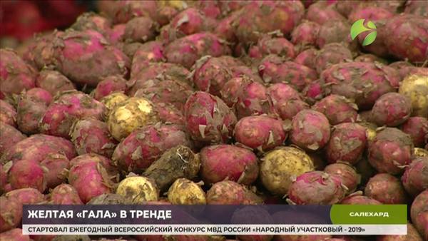 У Ямальских аграриев стартовала кампания по сбору картофеля