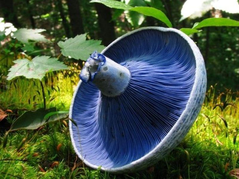 25 самых необычных видов грибов 25 самых необычных видов грибов