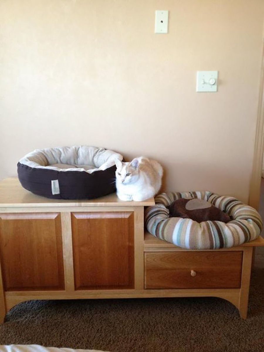 Кошачья логика Кошачья логика