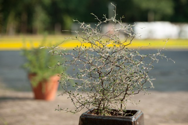 Корокия кизильниковая (Corokia cotoneaster)