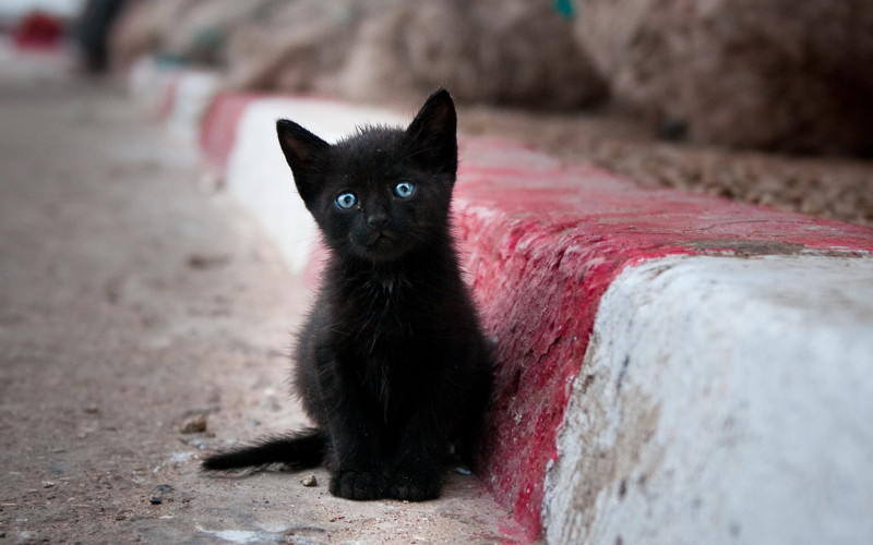 Асим война, история, коты