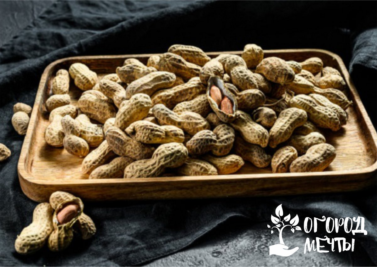 Как собирать урожая с арахисовых кустов