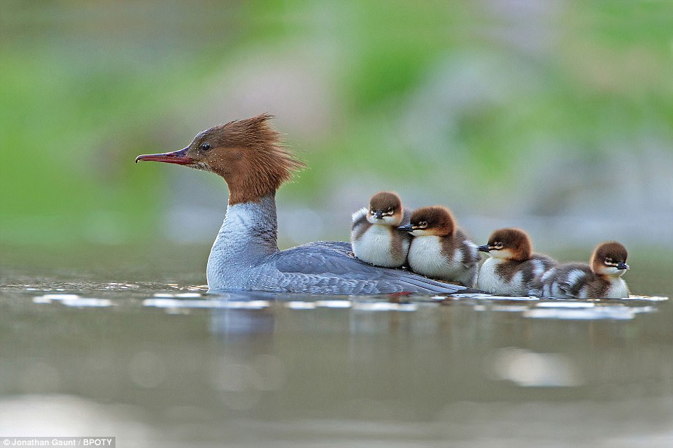 Catching a lift: Jonathan Gaunt from Kelso snapped this picture of a female goosander with her newly hatched brood