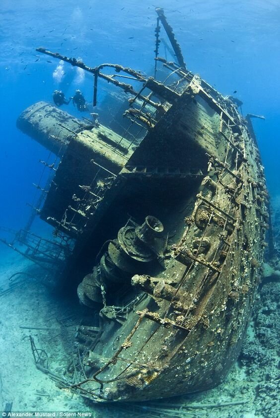 30 фото о жизни и смерти коней моря 30 фото о жизни и смерти коней моря