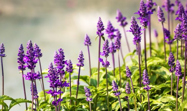 ������ - �������� ��������� ��� ������ ����