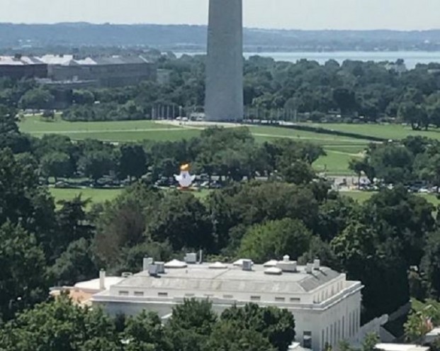 У Белого дома установили надувного цыпленка с прической Трампа У Белого дома установили надувного цыпленка с прической Трампа