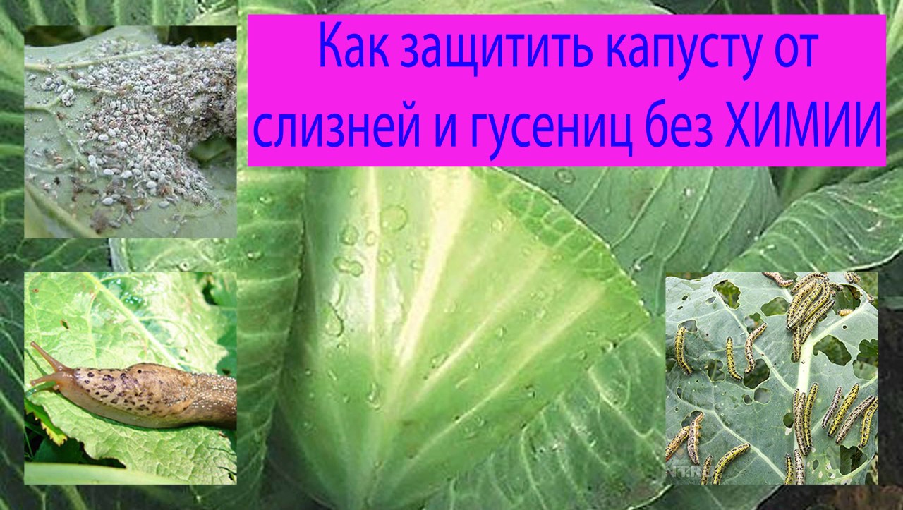 чем обрабатывать капусту от гусениц и слизней чем обрабатывать капусту от гусениц и слизней