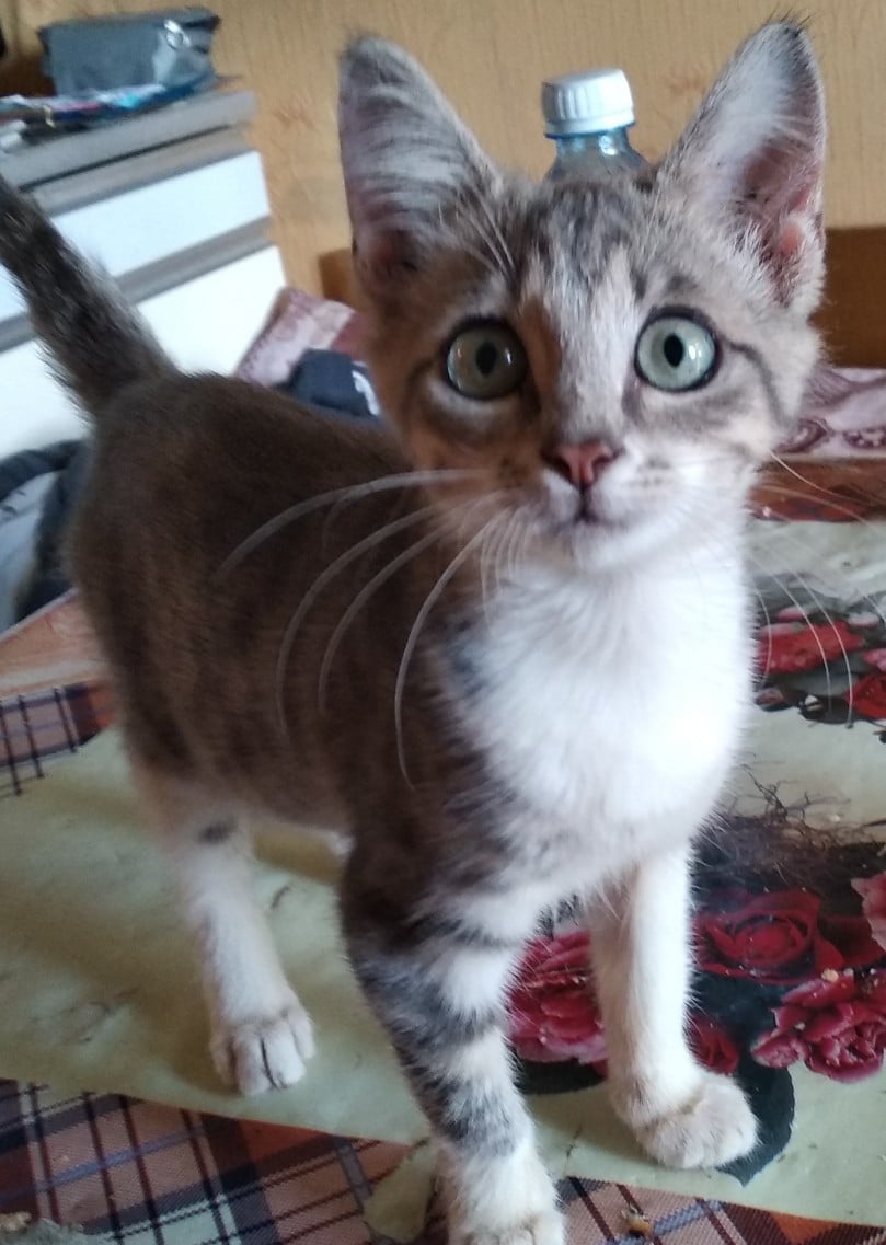 помощь котенку котенок в доме