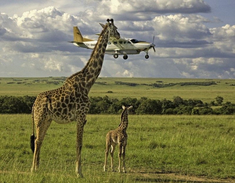 14 самых смешных снимков животных на конкурсе Comedy Wildlife Photography Awards 2017 14 самых смешных снимков животных на конкурсе Comedy Wildlife Photography Awards 2017