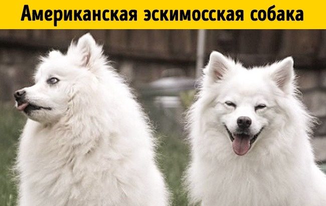 Породы собак, о которых никто не знает