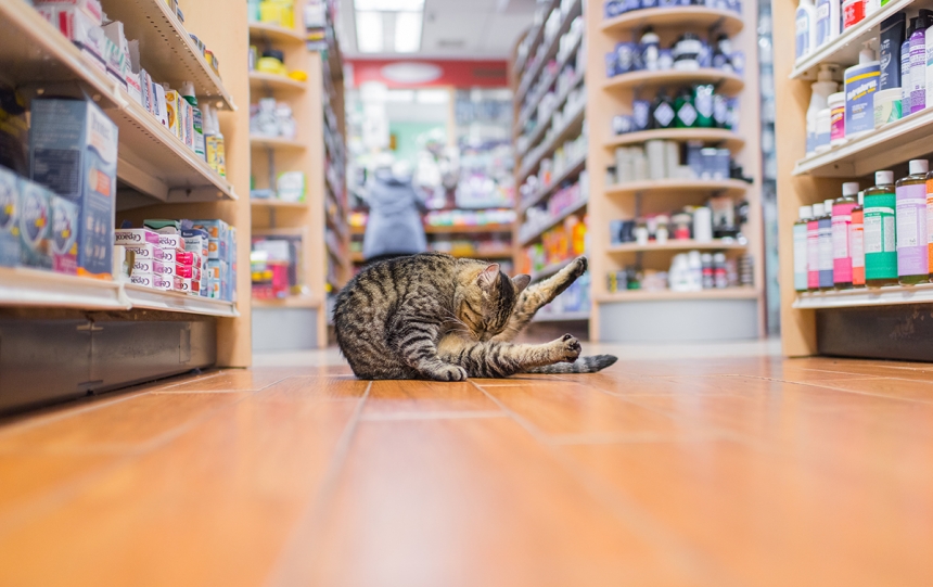 Очаровательные коты, Shop Cats of New York