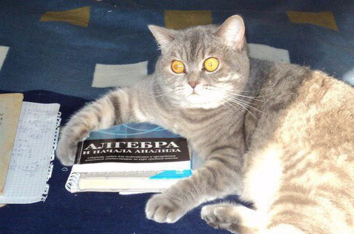 Кот и начала анализа