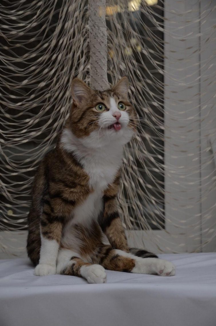 Кот, который умеет складывать язык как ни одна другая кошка