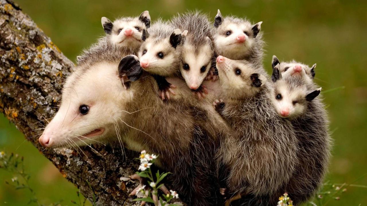 Possums-mother-and-children_1600x900