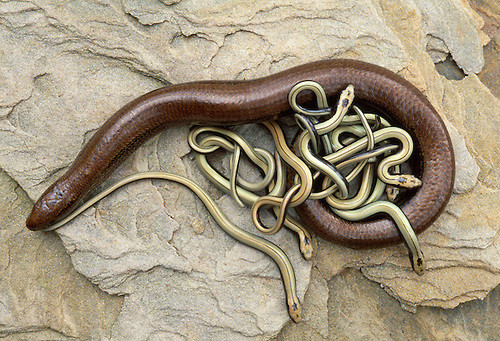 Самая долгоживущая – ломкая ящерица. Самец ломкой ящерицы (Anguis fragilis) прожил в Зоологическом музее Копенгагена, Дания, более 54 лет, с 1892 по 1946 гг. Самая долгоживущая – ломкая ящерица. Самец ломкой ящерицы (Anguis fragilis) прожил в Зоологическом музее Копенгагена, Дания, более 54 лет, с 1892 по 1946 гг. интересное, рептилии, ящерицы