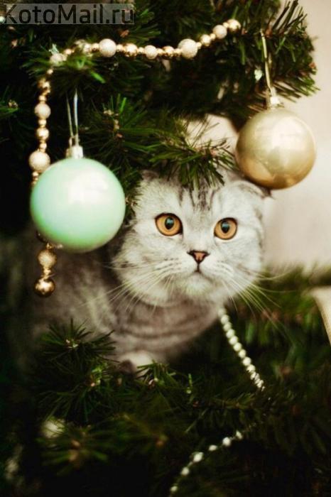 Коты и елка Коты и елка