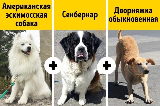 Породы собак, о которых никто не знает
