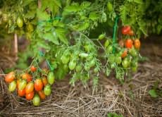 ранние сорта томатов для открытого грунта