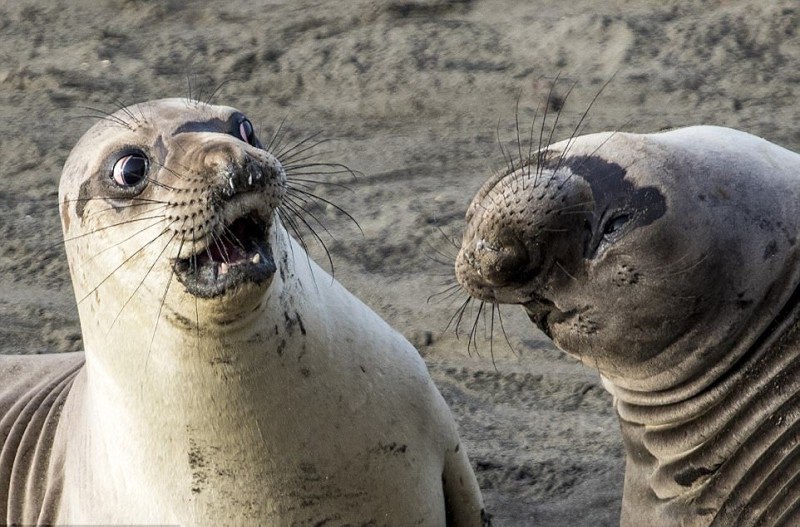 14 самых смешных снимков животных на конкурсе Comedy Wildlife Photography Awards 2017 14 самых смешных снимков животных на конкурсе Comedy Wildlife Photography Awards 2017
