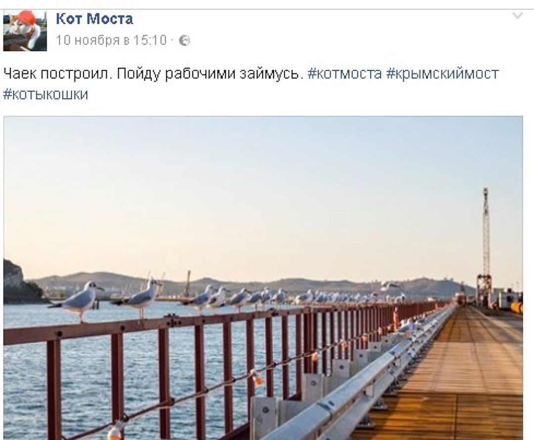 Строители керченского моста устроили обнимашки с котом