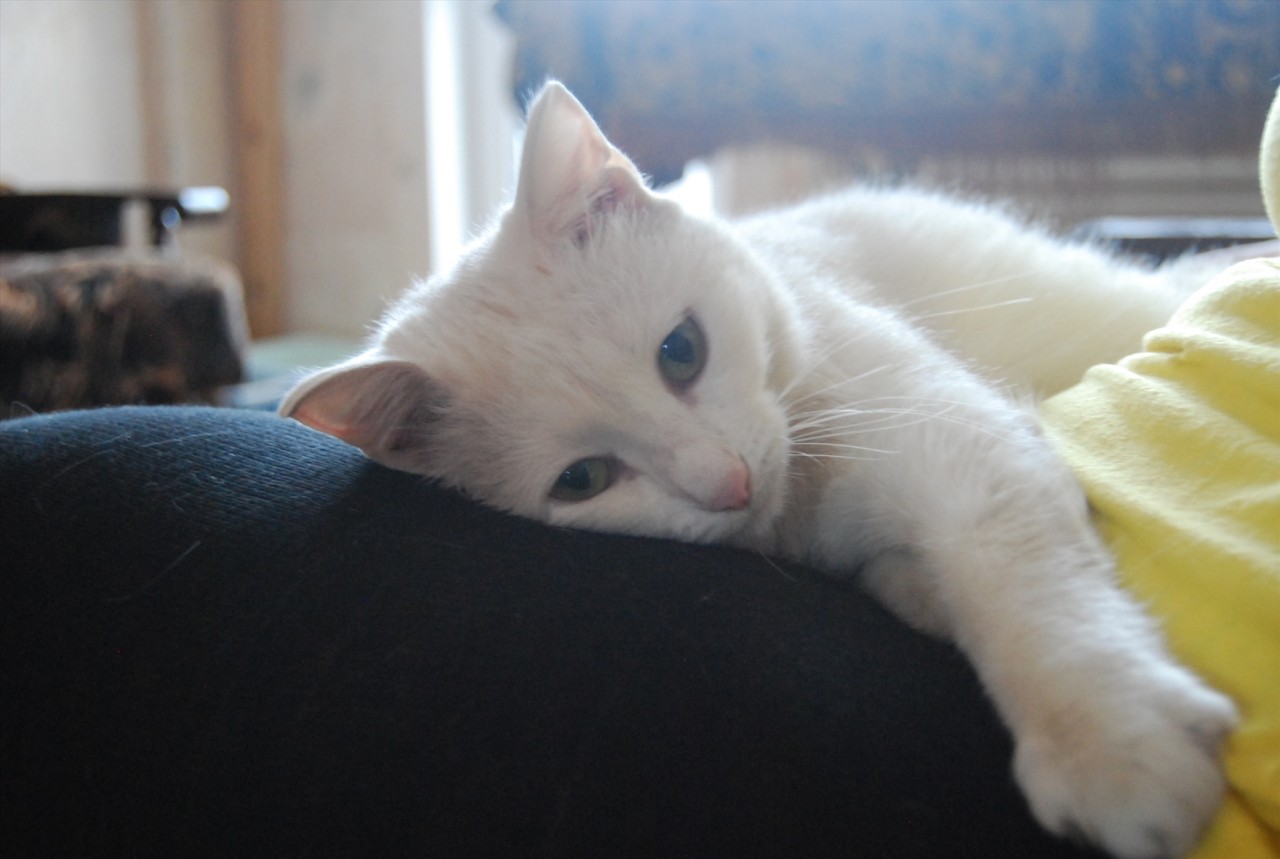 Белый кот лежит
