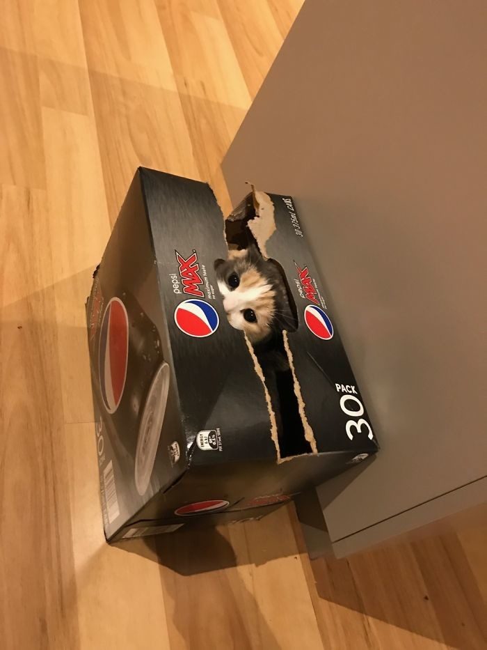 Котопост