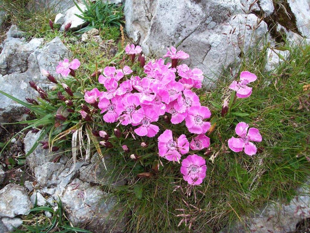 Гвоздика альпийская (лат. Dianthus alpinus) Гвоздика альпийская фото (лат. Dianthus alpinus)