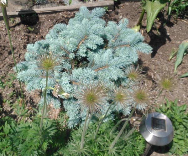 Glauca globosa — ель голубая шаровидная Glauca globosa — ель голубая шаровидная