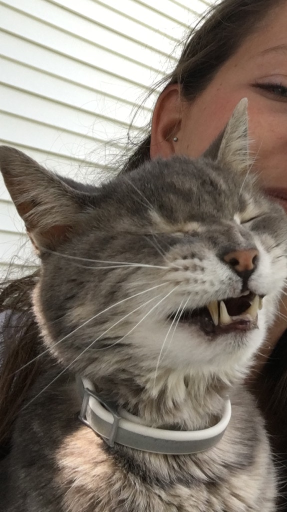 коты чихают кот чихает