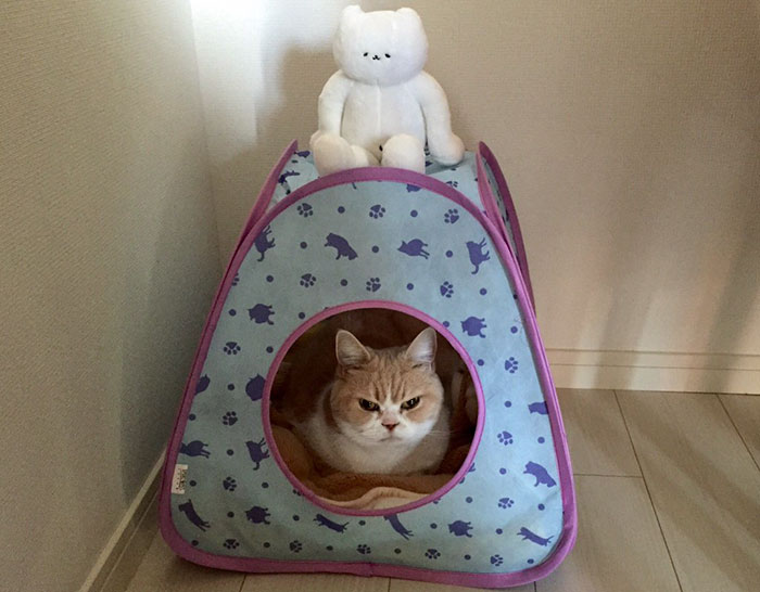 Без кота и жизнь не та