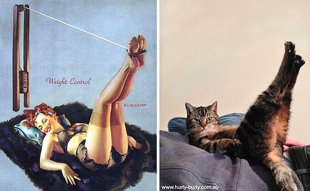 15 кошек, позирующих в стиле красоток Pin Up
