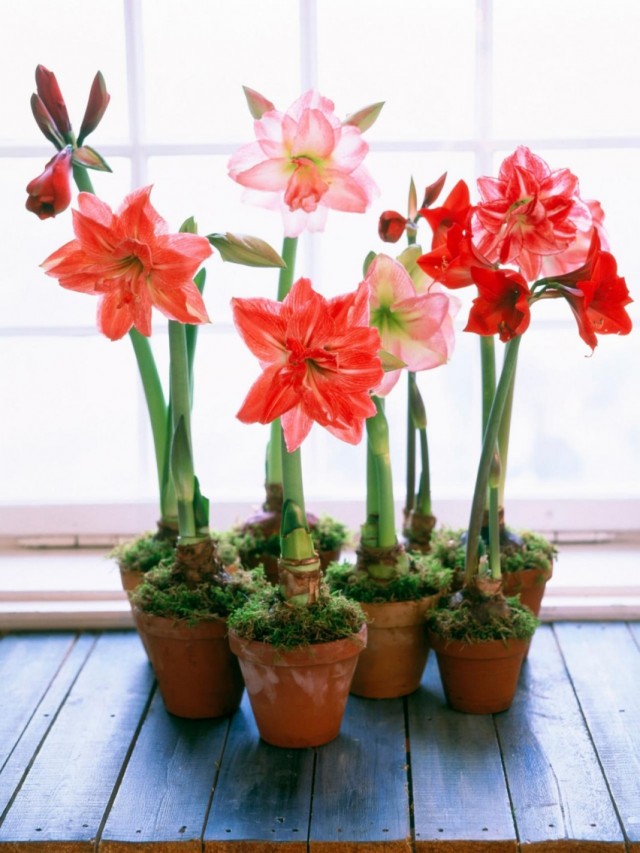 Гиппеаструмы (Hippeastrum)