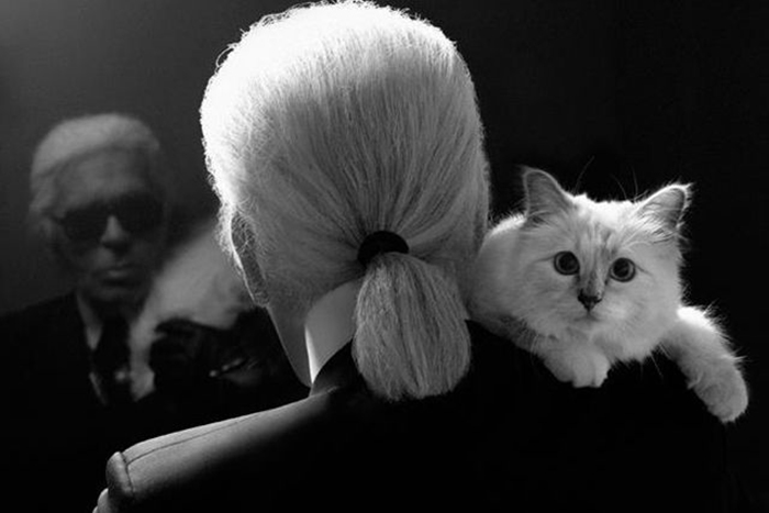 8 котов-миллионеров и пушистых звезд Инстаграма, которые покорили мир 8 котов-миллионеров и пушистых звезд Инстаграма, которые покорили мир