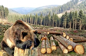 Китай медленно вонзает нож в легкие России