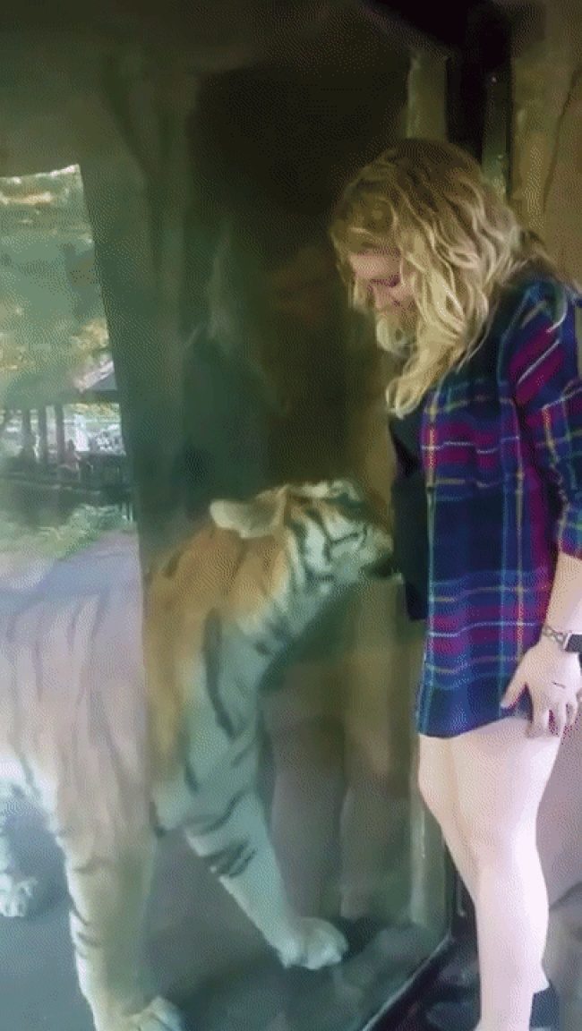 Как питомцы ждут появления малышей