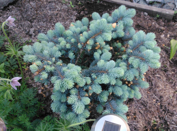 Glauca globosa — ель голубая шаровидная Glauca globosa — ель голубая шаровидная