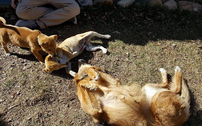 dumped-abandoned-puppies-desert-4