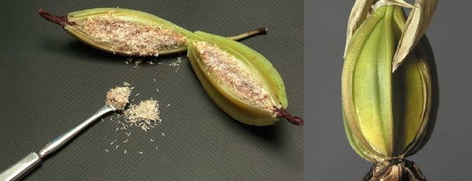 Вырастить орхидею из семян в домашних условиях видео